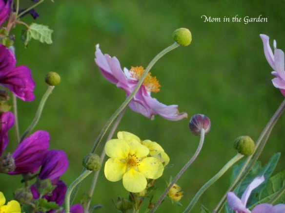 Potentilla with Japanese Anemone (some without their petals)