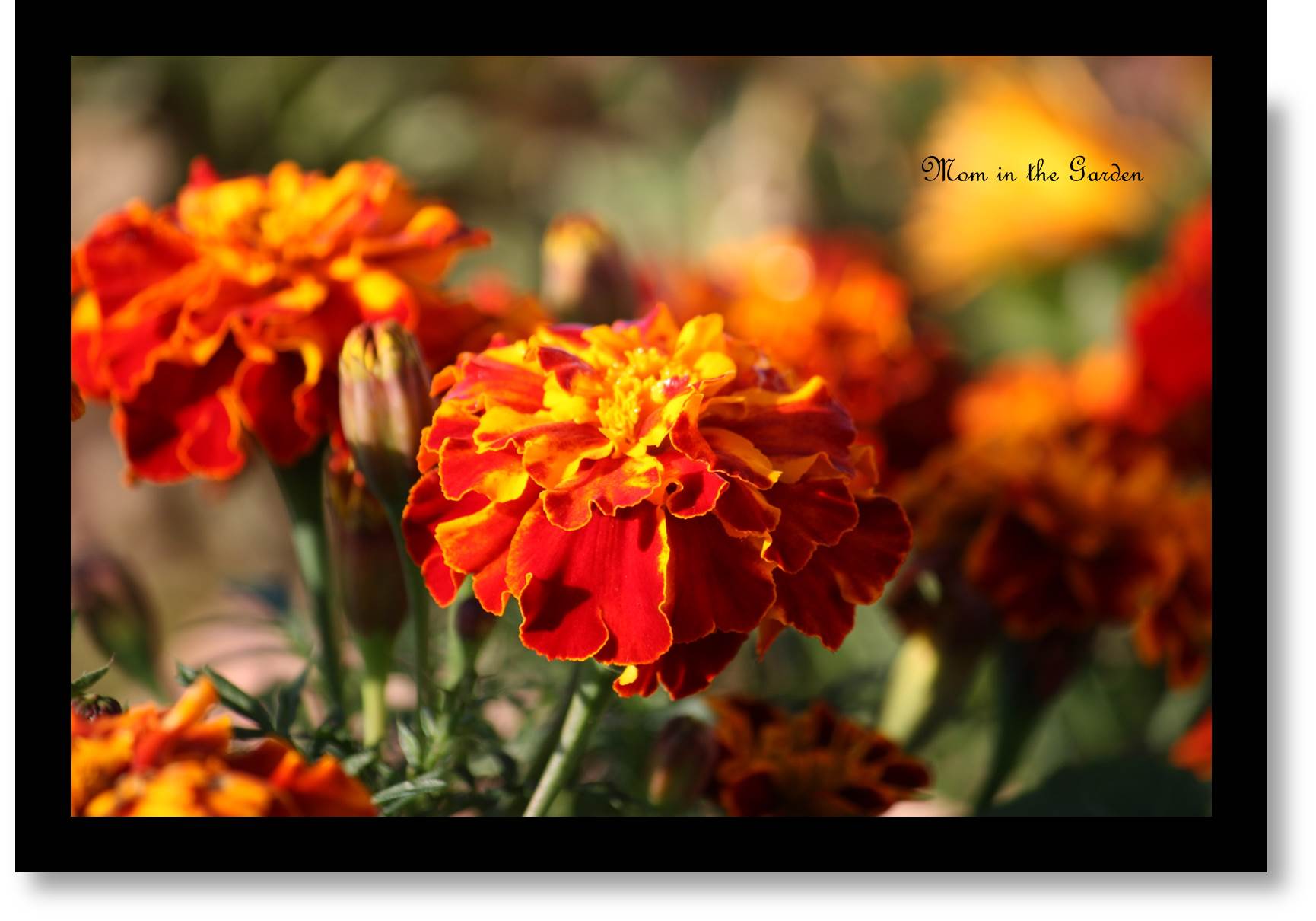 Marigolds