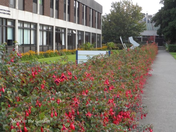 Fuchsia lined sidewalks (foot paths)