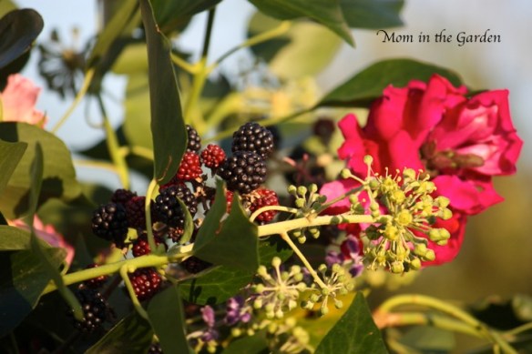blackberries galore..