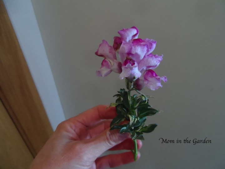 snapdragon with variegated leaves