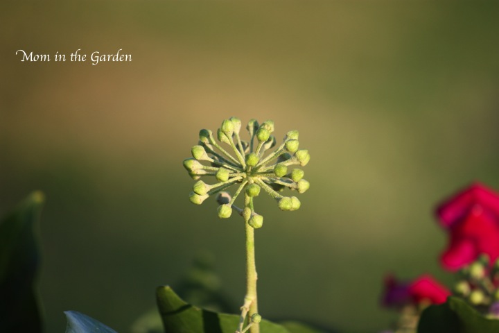 Ivy. Isn't it lovely?