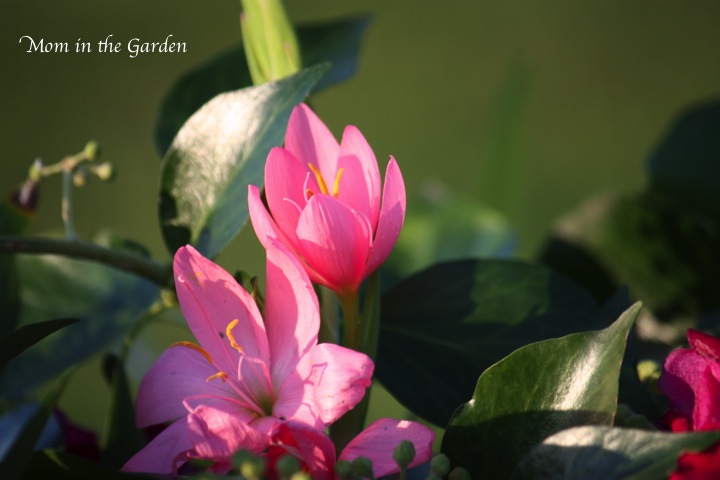 Schizostylis (new name Hesperantha)