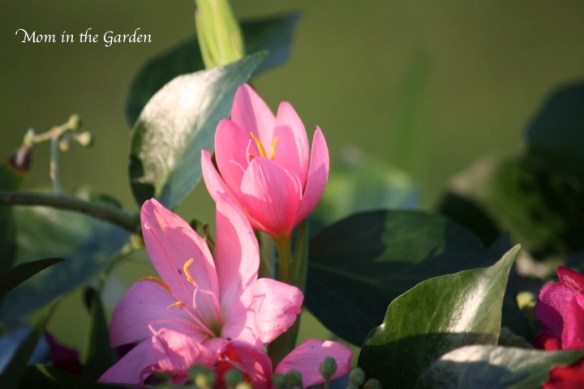 Schizostylis (new name Hesperantha)
