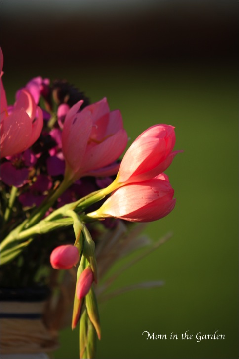 Pink Hesperanthus (schizostylis) 