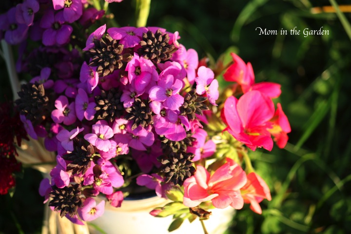 Erysimum Bowles' mauve
