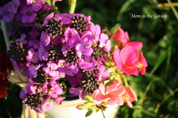 Erysimum Bowles' mauve