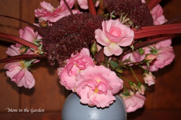 Sedum, what is not to like?