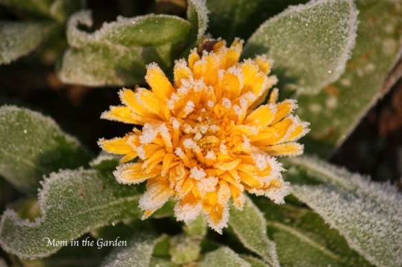 Calendula in the sunlight