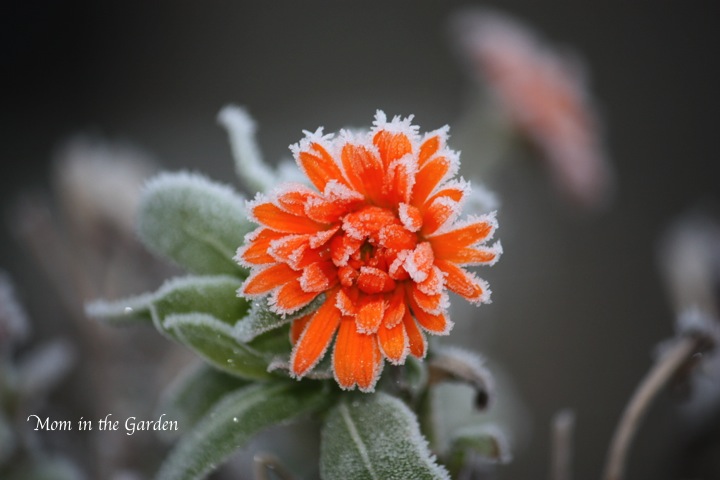 Frosted Calendula Flower