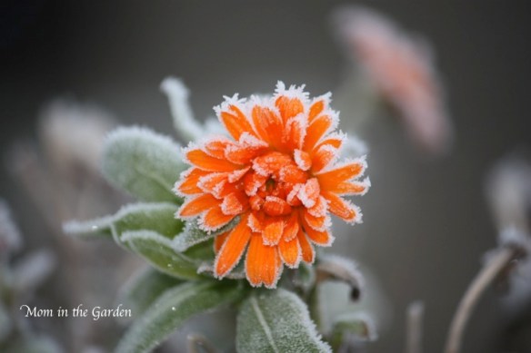 Frosted Calendula Flower
