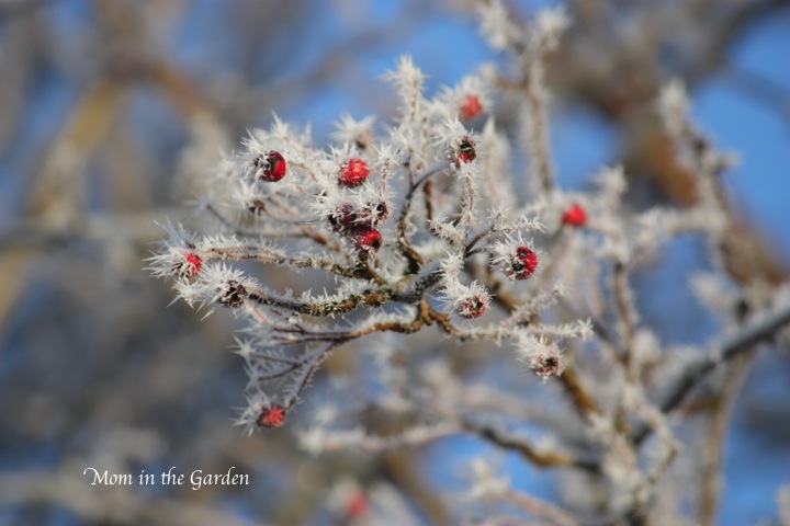 Frosty Hawthorn berries