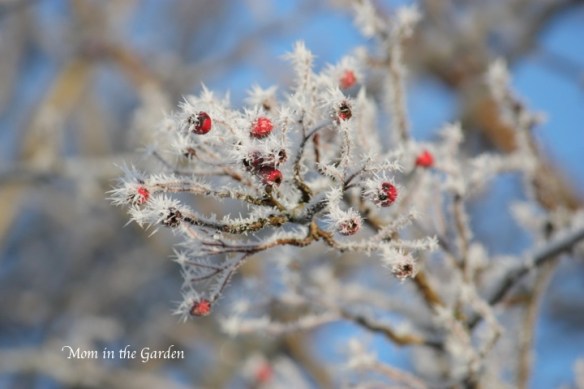 Frosty Hawthorn berries