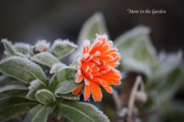 Calendula Orange Flower