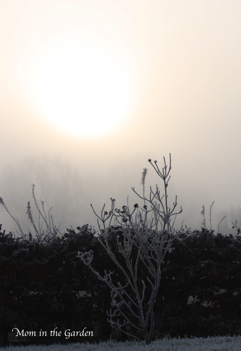 American Pink flowering dogwood: Cornus Florida 'cherokee chief'