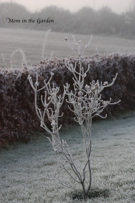 Cornus Florida 'cherokee chief' (American Pink flowering Dogwood)