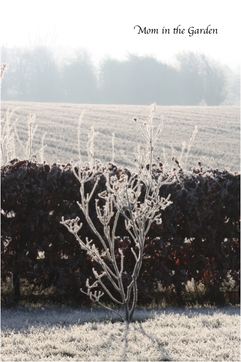 another pic of the Dogwood