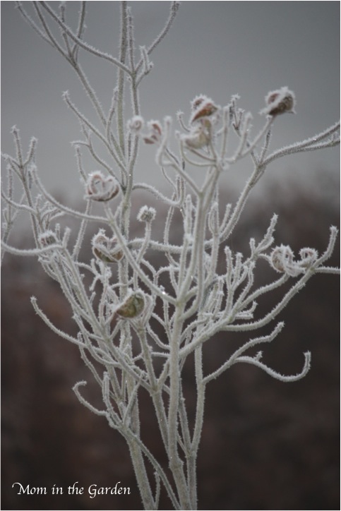 Cornus Florida 'cherokee chief' (American Pink flowering Dogwood)
