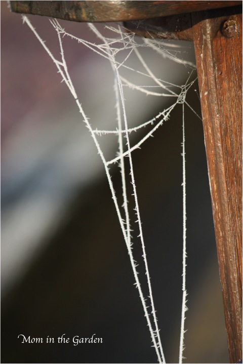 A frozen spider's web