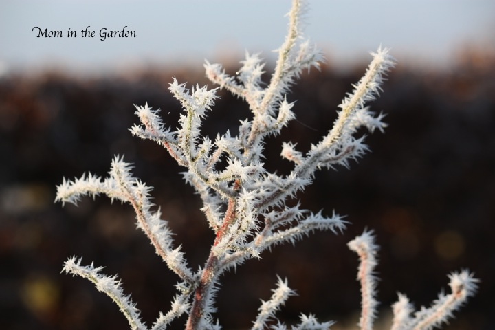 Frosty Pics 3
