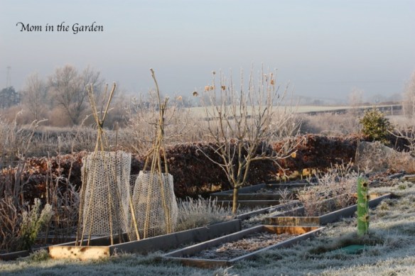 Fruit garden in the sun