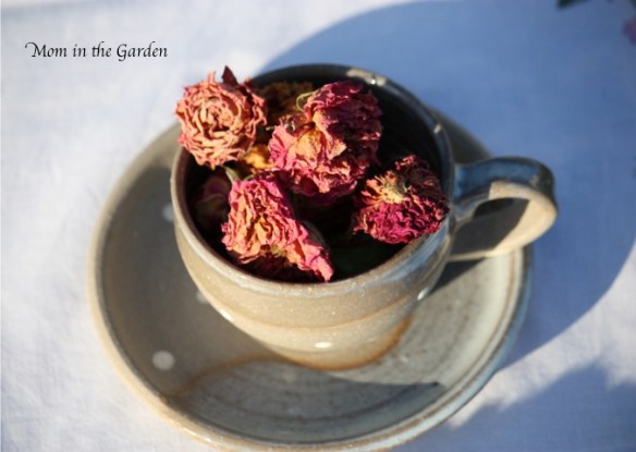Dried roses from the garden