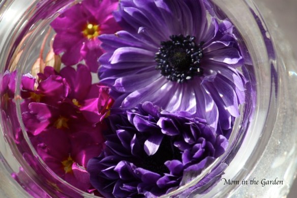 Mr. Fokker Anemone & primroses