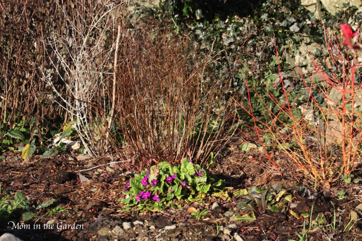 primrose in the garden