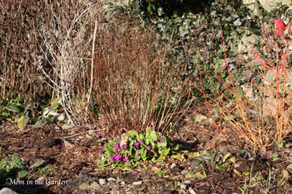 primrose in the garden