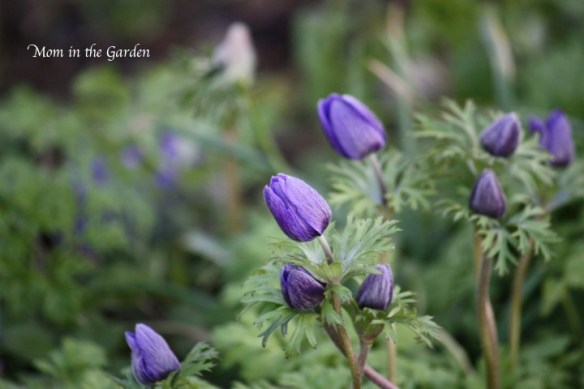 Mr Fokker Anemone in the garden