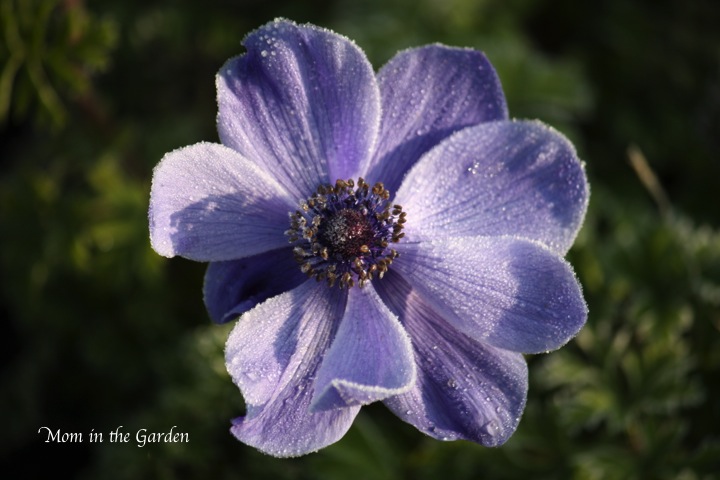 Anemone beauty on a frosty morning