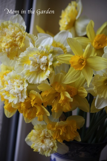 the Ice King variety looks like a carnation