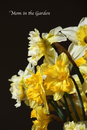 Side views of Ice King and Blazing Starlet