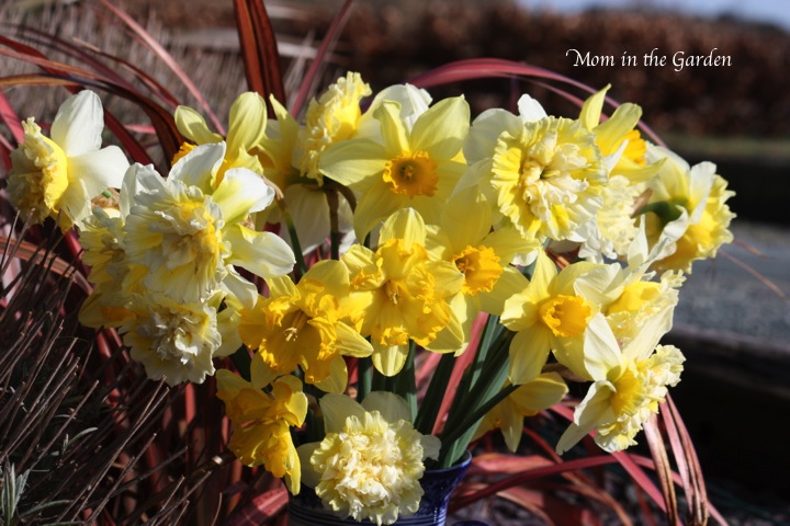 Daffodil bouquet in the garden