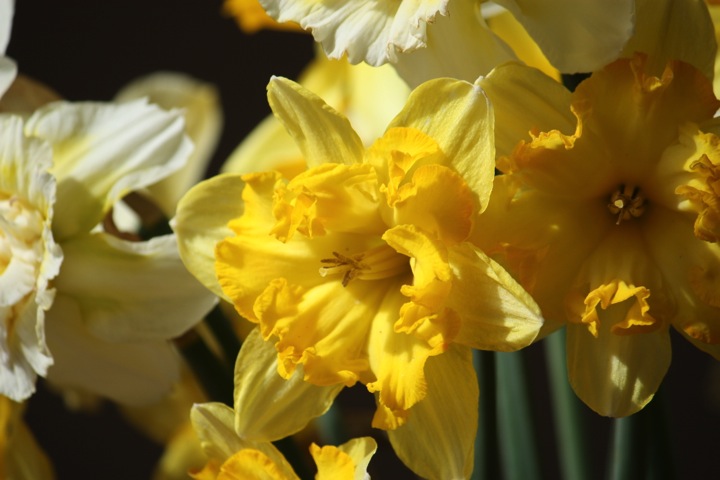 Narcissi Blazing Starlet