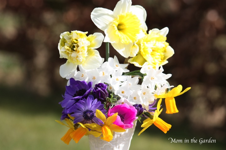 Paperwhites were forced inside (and the family don't enjoy their scent!)