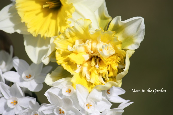 Daffodil season in full swing