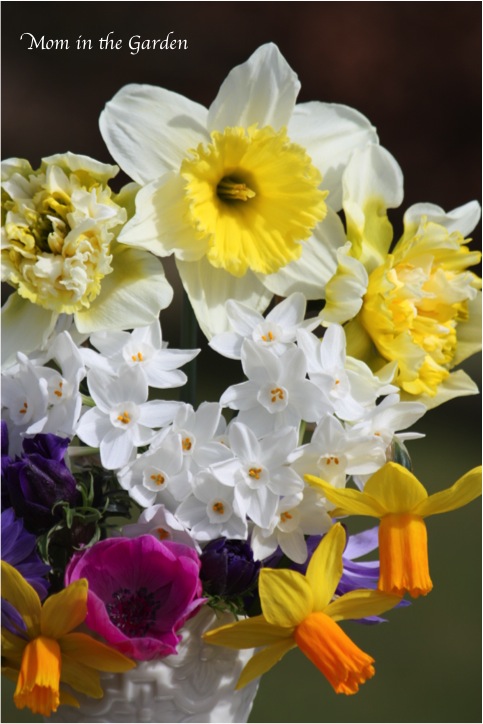 different varieties of daffodils