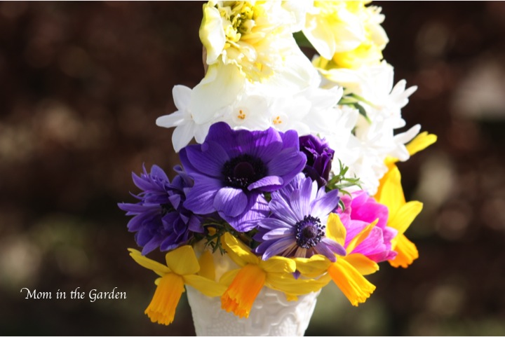 Anemones blooming all winter long