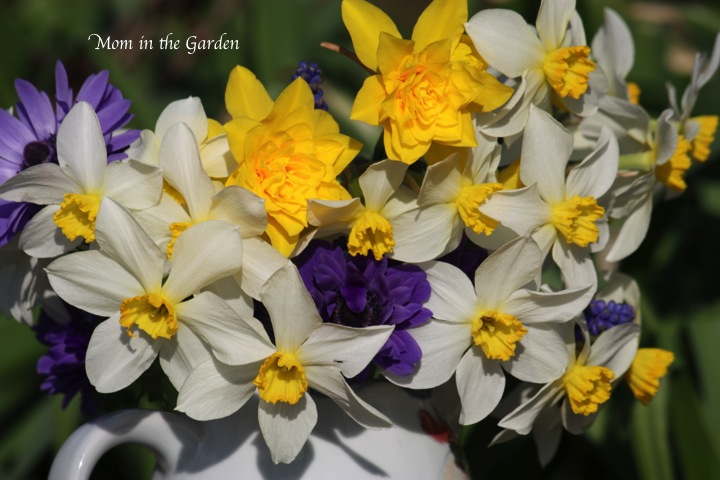 a splash of purple from  anemone and muscari
