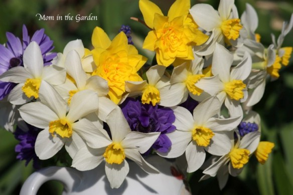 a splash of purple from  anemone and muscari