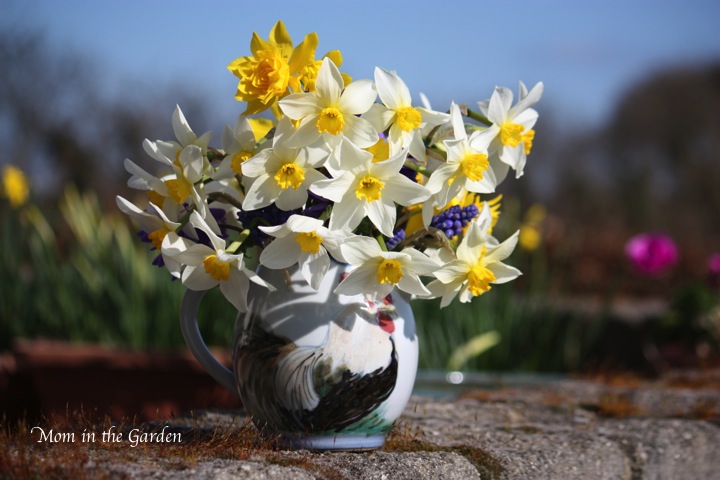 my jug floweth over with daffodils