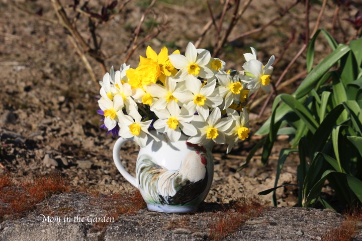 loads and loads of daffodils