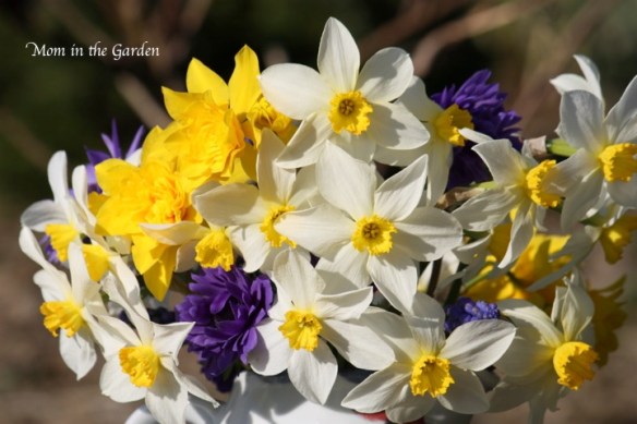 How many varieties do I have?