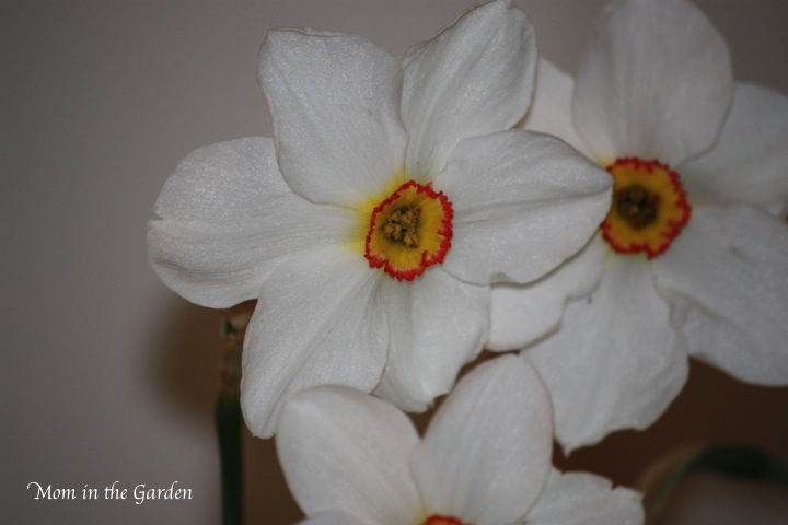 another different variety