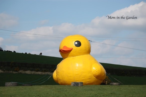 Your guess is as good as mine...