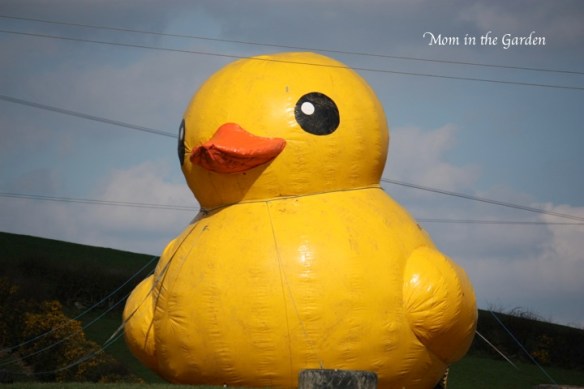 Gigantic Rubber Ducky!