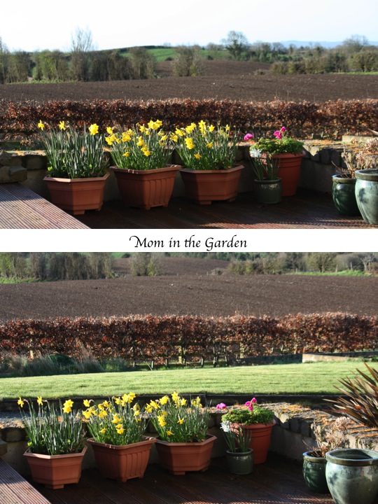 daffodils on the deck