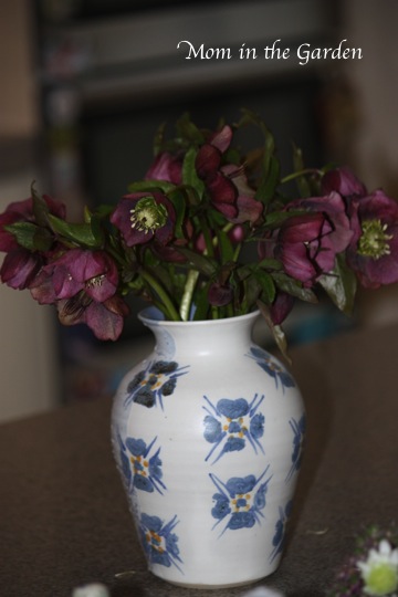Hellebores from the garden