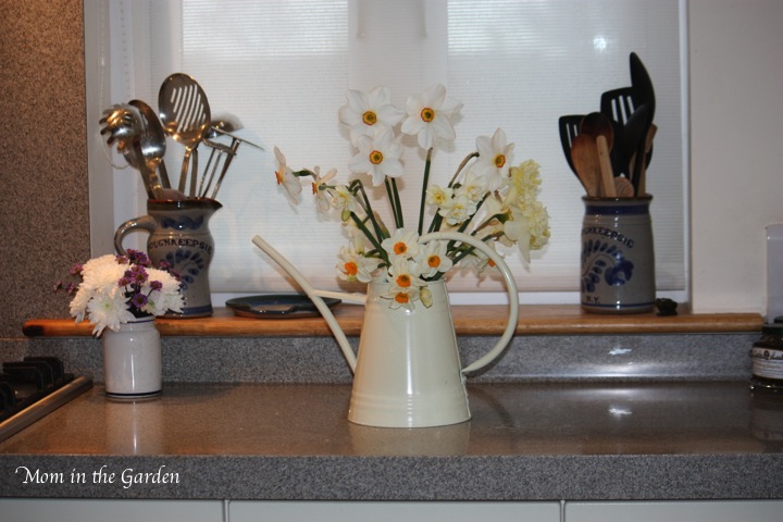 Daffodils in my new watering can